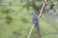 Male Lazuli bunting Royalty Free Stock Photo