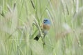 Male Lazuli bunting Royalty Free Stock Photo