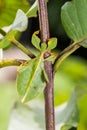 Male leaf insect Phyllium westwoodi