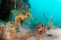 Male Leafy Sea Dragon Carrying Eggs on His Tail