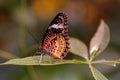 Male Leapord Lacewing Butterfly Royalty Free Stock Photo