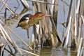 Male Least Bittern, Ixobrychus exilis