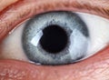 Male left blue grey coloured eye extreme closeup Royalty Free Stock Photo