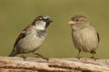 Pair of house sparrows passer domesticus Royalty Free Stock Photo