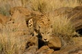 Male leopard