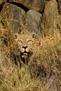 Male leopard