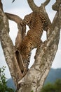 Male leopard climbs awkwardly down forked tree Royalty Free Stock Photo