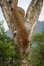 Male leopard climbs down tree by bush