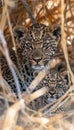 Male leopard and cub portrait with empty space on left for text, object on right side Royalty Free Stock Photo