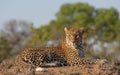 Male leopard with an eye level view in good light