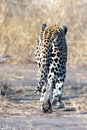 Male leopard in Krueger National Park in South Africa Royalty Free Stock Photo