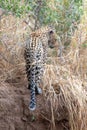 Male leopard in Krueger National Park in South Africa Royalty Free Stock Photo