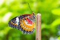 Male leopard lacewing butterfly