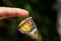 Male Leopard lacewing (Cethosia cyane euanthes) butterfly Royalty Free Stock Photo