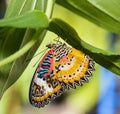 Male Leopard lacewing (Cethosia cyane euanthes) butterfly Royalty Free Stock Photo