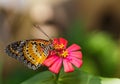 Male Leopard lacewing (Cethosia cyane euanthes) butterfly Royalty Free Stock Photo