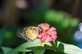 Male Leopard lacewing (Cethosia cyane euanthes) butterfly Royalty Free Stock Photo