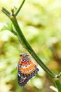 Male Leopard lacewing & x28;Cethosia cyane euanthes& x29; butterfly hangin Royalty Free Stock Photo