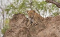 Male Leopard lying on a termite mound in the morning