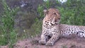 Male leopard on a mound looking around