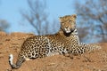 Male leopard on a mound