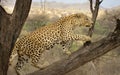 Male Leopard Namibia