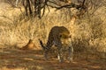 Male Leopard, Okonjima, Namibia Royalty Free Stock Photo