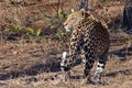 Male leopard (Panthera pardus)