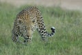 Male Leopard (Panthera pardus) South Africa