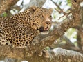 Male Leopard resting n a tree, Serengeti, Tanzania Royalty Free Stock Photo