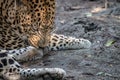 A male Leopard scratching his leg.