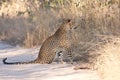 Male leopard sitting in a dirt road