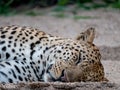 Male leopard alseep in the sand at the Sabi Sands Game Reserve, Kruger, Mpumalanga, South Africa.