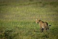 Male leopard stands looking out over grassland