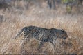 Male leopard walking through tall grass in Krueger National Park in South Africa