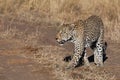 A male leopard walks casually passed the game viewer on a late morning patrol