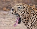 Male leopard yawning Royalty Free Stock Photo