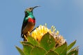Male lesser double collared sunbird Royalty Free Stock Photo