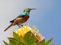 Male lesser double collared sunbird