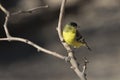 Male Lesser Goldfinch with sun glint in eye