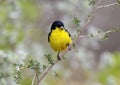 Male lesser goldfinch on a tree branch in La Lomita Bird & Wildlife Photography Ranch in Uvalde, Texas. Royalty Free Stock Photo