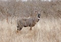 Male lesser kudu in Kenyan savanna.