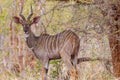 Male Lesser Kudu In Wild Royalty Free Stock Photo
