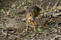 Male Lesser Mouse-deer Royalty Free Stock Photo