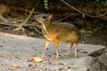 Male Lesser Mouse-deer