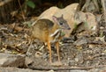 Male Lesser Mouse-deer