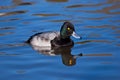 Male Lesser Scaup (Aythya affinis) duck