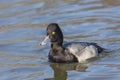 Male Lesser scaup duck Royalty Free Stock Photo