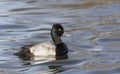 Male Lesser scaup duck Royalty Free Stock Photo