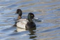 Male Lesser scaup duck Royalty Free Stock Photo